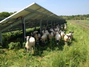 1377598646-solarsheep.jpeg 1377598646-solarsheep.jpeg